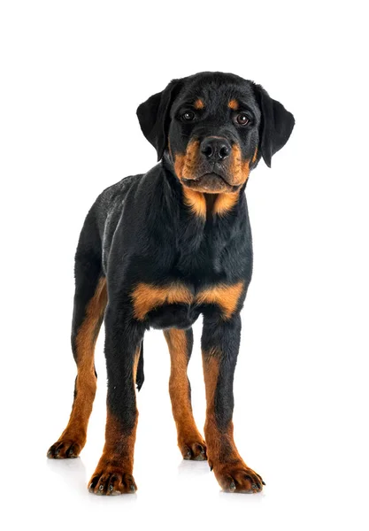 Pup Rottweiler Voorkant Van Witte Achtergrond — Stockfoto