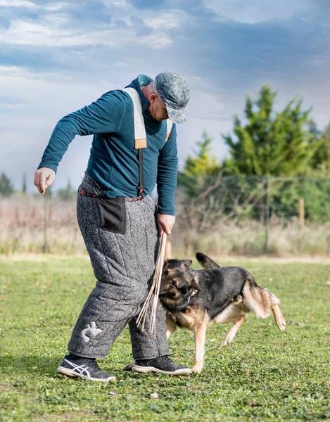 Grå Tysk Herde Utbildning Naturen Sommaren — Stockfoto