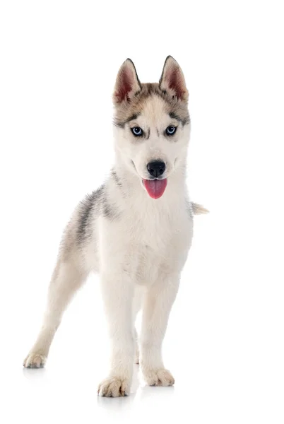 Cachorro Siberiano Husky Frente Fundo Branco — Fotografia de Stock