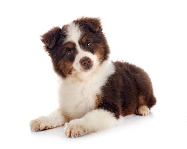 Beyaz arkaplan önünde minyatür Amerikan çoban köpeği