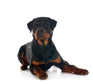Beyaz arkaplan önünde safkan rottweiler