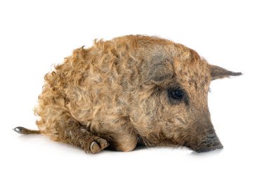 Beyaz arkaplan önünde genç Mangalica