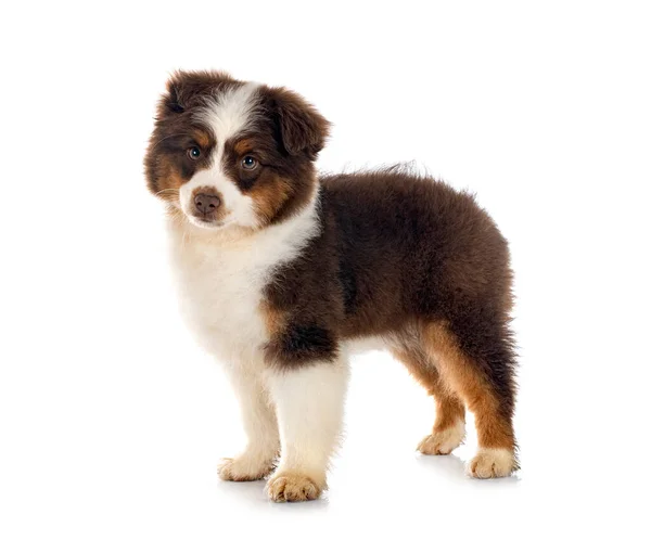 Miniature American Shepherd Front White Background — Stock Photo, Image