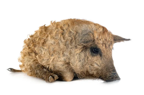 Young Mangalica Front White Background — стоковое фото