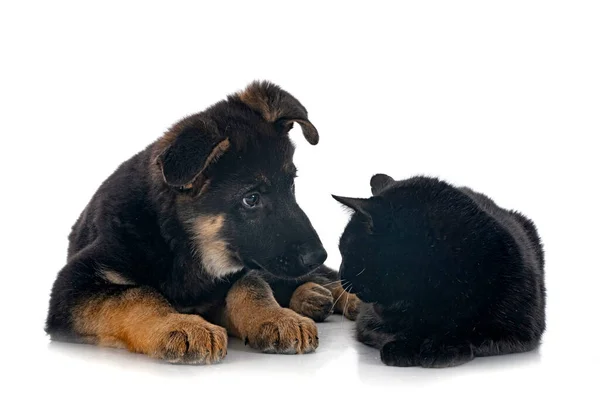 Puppy German Shepherd Cat Front White Background — Stock Photo, Image