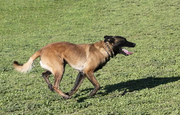 Genç Belçikalı Çoban Köpeği Doğada Güvenlik Eğitimi Alıyor — Stok fotoğraf