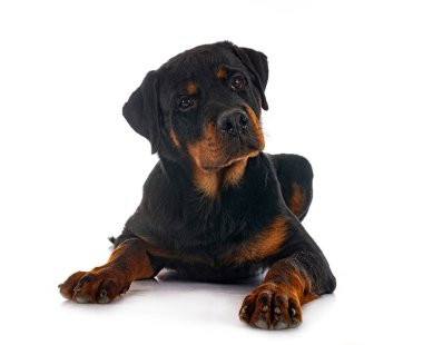 Beyaz arkaplan önünde köpek yavrusu rottweiler