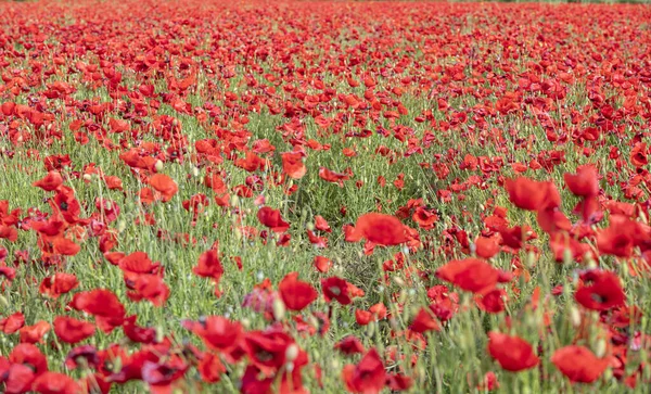 Field Poppies Spring France — Stock Photo, Image