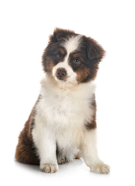 Miniatura American Shepherd Przed Białym Tle — Zdjęcie stockowe