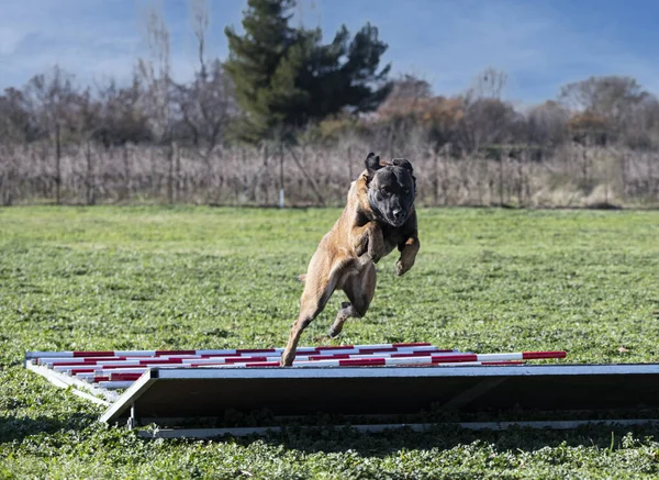 Junger Belgischer Schäferhund Der Der Natur Für Sicherheit Trainiert — Stockfoto