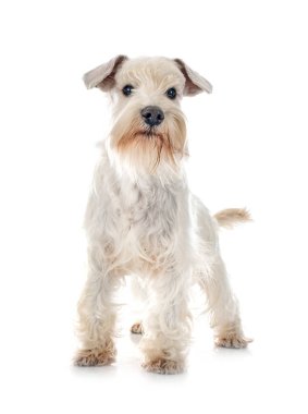 beyaz arkaplan önünde beyaz minyatür schnauzer