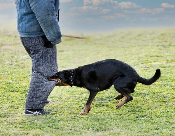 Cane Pastore Beauce Formazione Nella Natura Sicurezza — Foto Stock