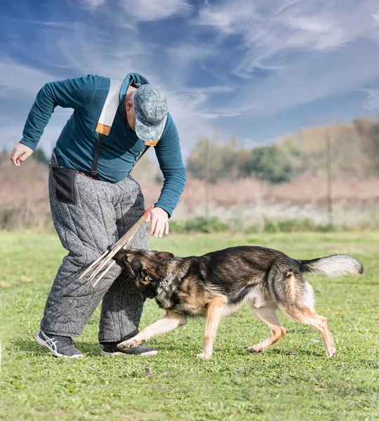 Grijze Duitse Herder Training Natuur Zomer — Stockfoto