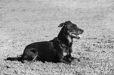Beauce 'den gelen çoban köpeği güvenlik eğitimi alıyor.