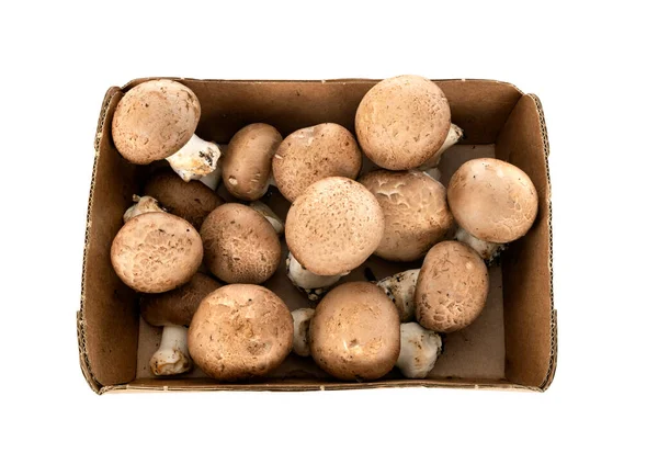 Agaricus Bisporus Vor Weißem Hintergrund — Stockfoto