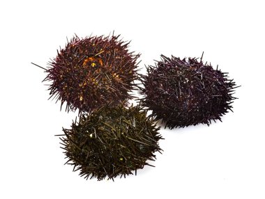 Beyaz arka planda deniz kestaneleri