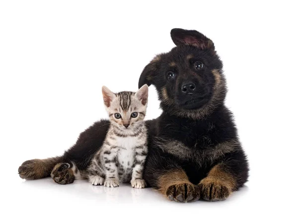 강아지 셰퍼드와 고양이 — 스톡 사진