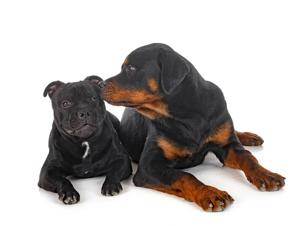 Staffordshire Bull Terrier Rottweiler Voorkant Van Witte Achtergrond — Stockfoto