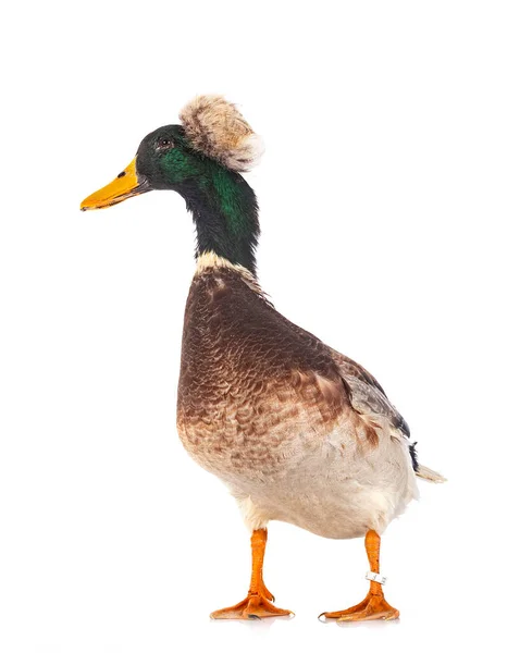 Crested Duck Breed Front White Background — Stock Photo, Image