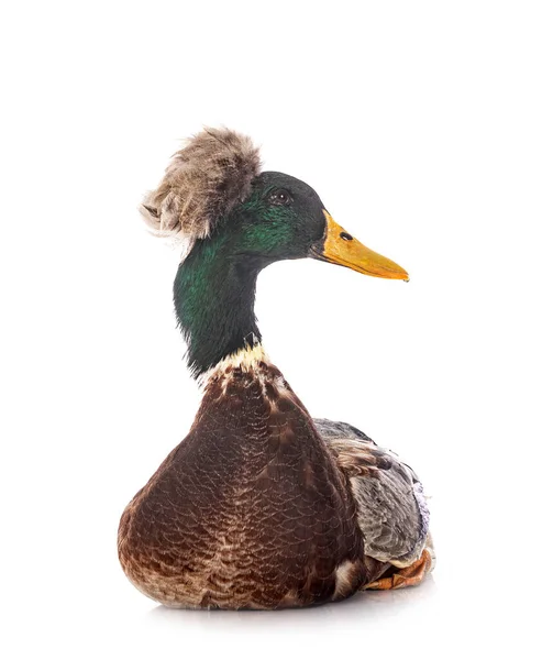 Crested Duck Breed Front White Background — Stock Photo, Image