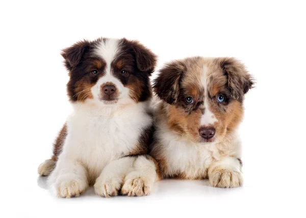 Miniature American Shepherds Front White Background — Stock Photo, Image