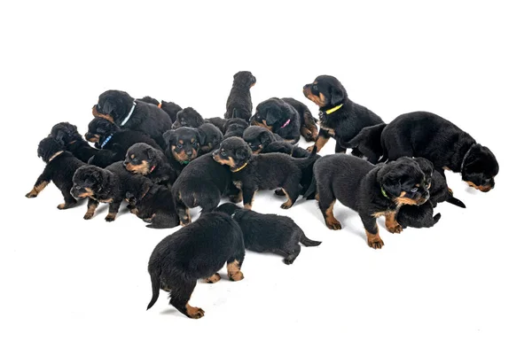 Cachorros Rottweiler Frente Fundo Branco — Fotografia de Stock