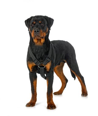 Beyaz arkaplan önünde köpek yavrusu rottweiler