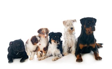 Beyaz arka plan önünde altı köpek