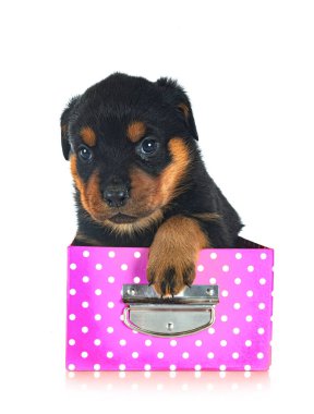 Beyaz arkaplan önünde köpek yavrusu rottweiler