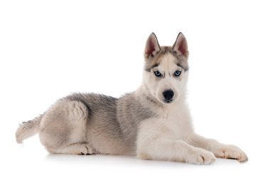 köpek yavrusu Sibirya husky beyaz arka plan önünde