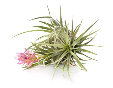 Beyaz arkaplan önünde tilland bitkisi