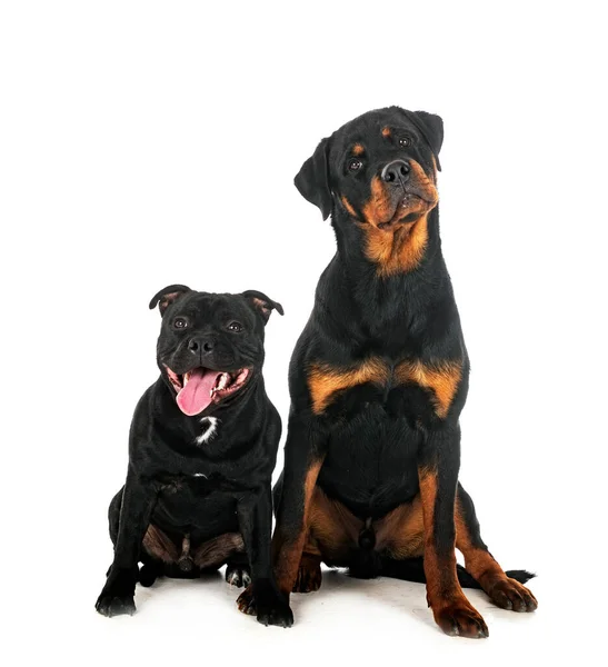 Stamfordshire Boğa Teriyeri Rottweiler Beyaz Arka Planda — Stok fotoğraf