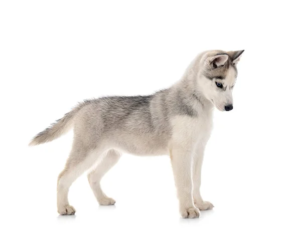 Cachorro Siberiano Husky Frente Fundo Branco — Fotografia de Stock