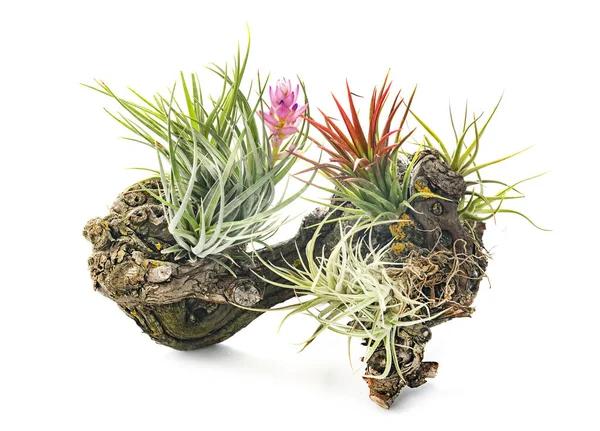 Tillandsia Plant Voorkant Van Witte Achtergrond — Stockfoto