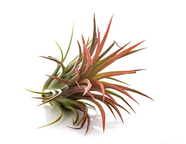 Tillandsia Plant Voorkant Van Witte Achtergrond — Stockfoto