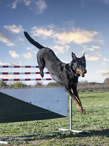 Französischer Schäferhund Mit Seiner Besitzerin — Stockfoto