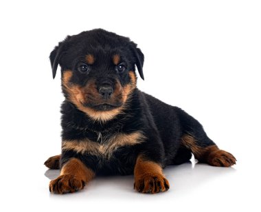 Beyaz arkaplan önünde köpek yavrusu rottweiler