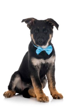 Beyaz arka planda köpek yavrusu Alman çoban köpeği.