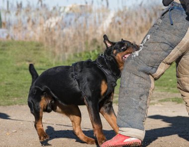 Genç Rottweiler doğada korunma eğitimi alıyor. 