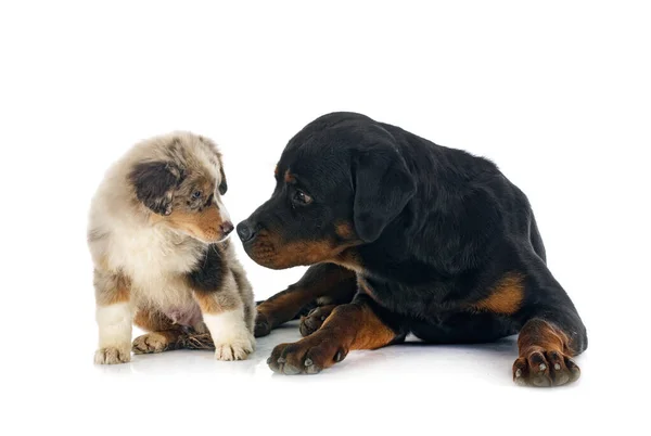 Miniature American Shepherd Rottweiler Front White Background — Stock Photo, Image