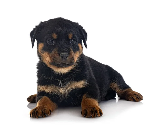 Cachorro Rottweiler Frente Fondo Blanco — Foto de Stock