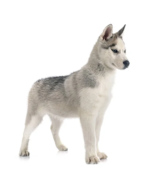 Cachorro Siberiano Husky Frente Fondo Blanco — Foto de Stock