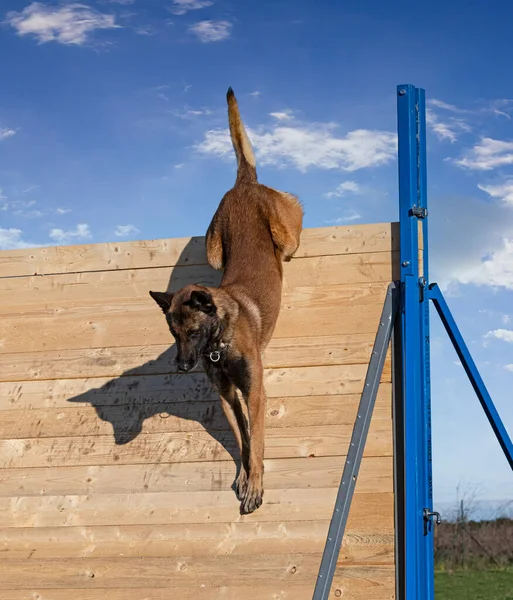 Young Belgian Shepherd Training Nature Security — Stock Photo, Image