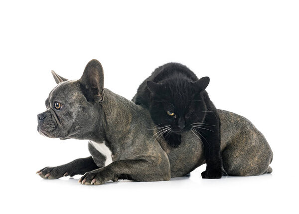 french bulldog and cat in front of white background