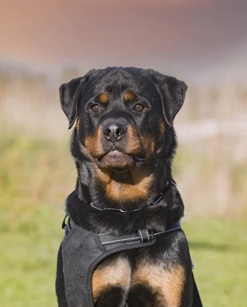 young rottweiler training for protection in the nature