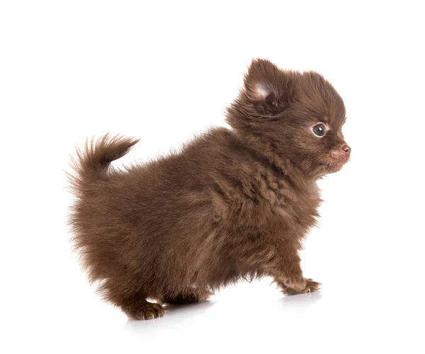 Young Pomeranian Front White Background — Stock Photo, Image