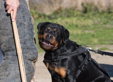 Genç Rottweiler doğada korunma eğitimi alıyor. 