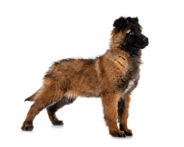 Beyaz arka plan önünde köpek yavrusu Belçika çoban