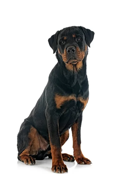 Beyaz Arkaplan Önünde Safkan Rottweiler — Stok fotoğraf