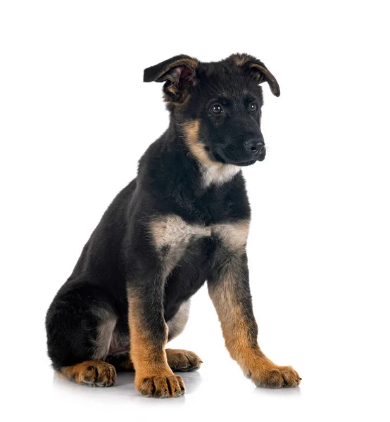 Cachorro Pastor Alemán Frente Fondo Blanco — Foto de Stock